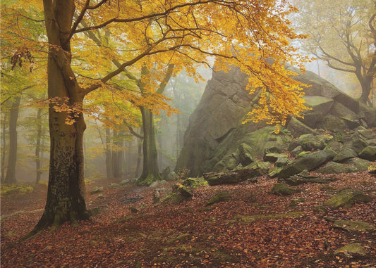 Autumn forest | Wallpaper