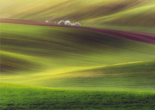 Golden fields | Wallpaper