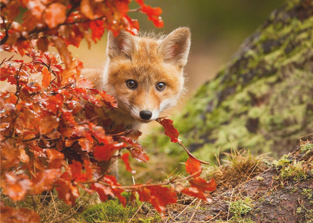 Fuchs | Fototapeten