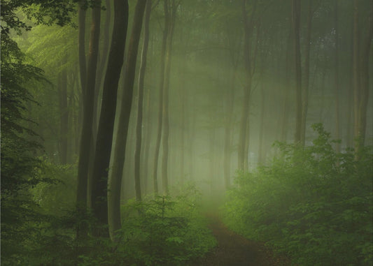 forest morning | Wallpaper