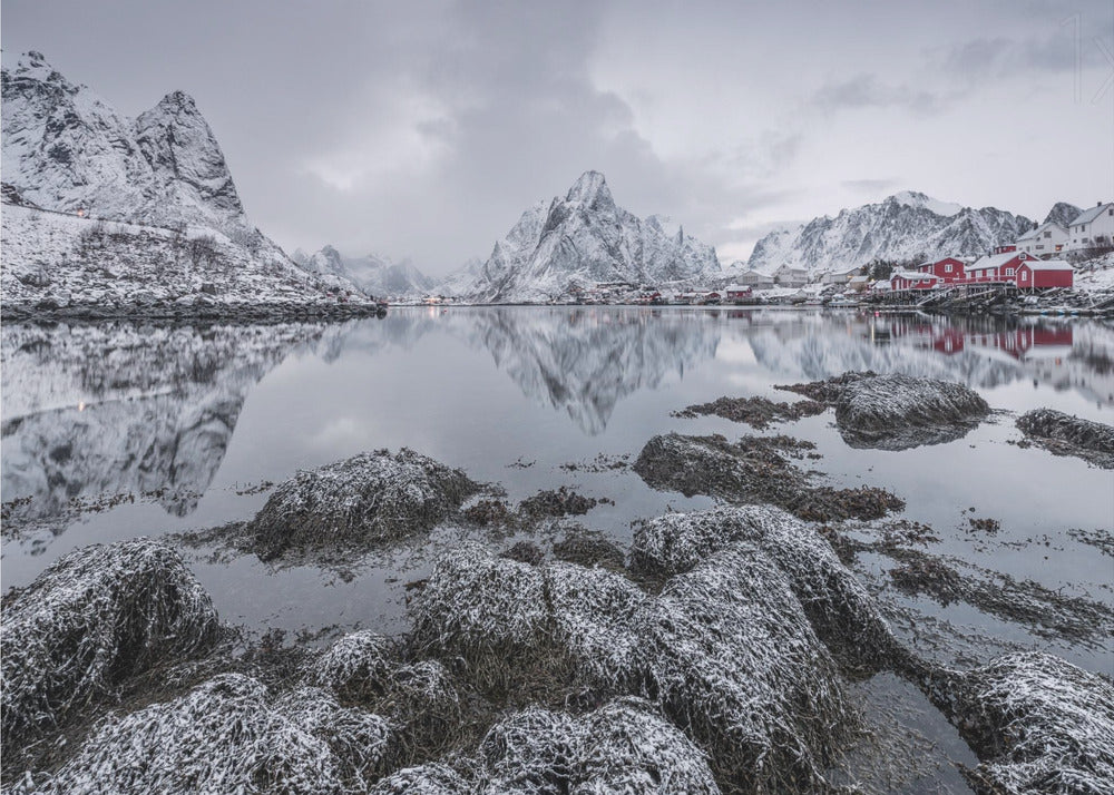 Königin | Fototapeten