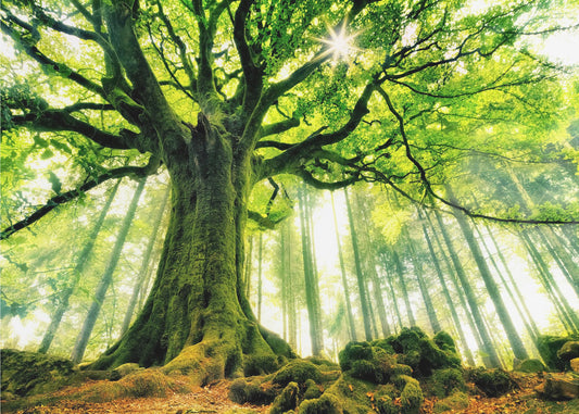 Ponthus' Beech | Wallpaper