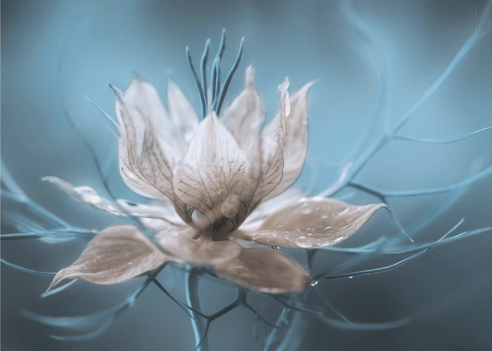 *Nigella* | Valokuvatapetit