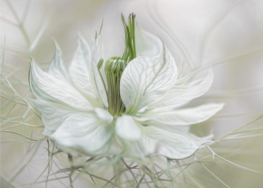 Nigella | Valokuvatapetit