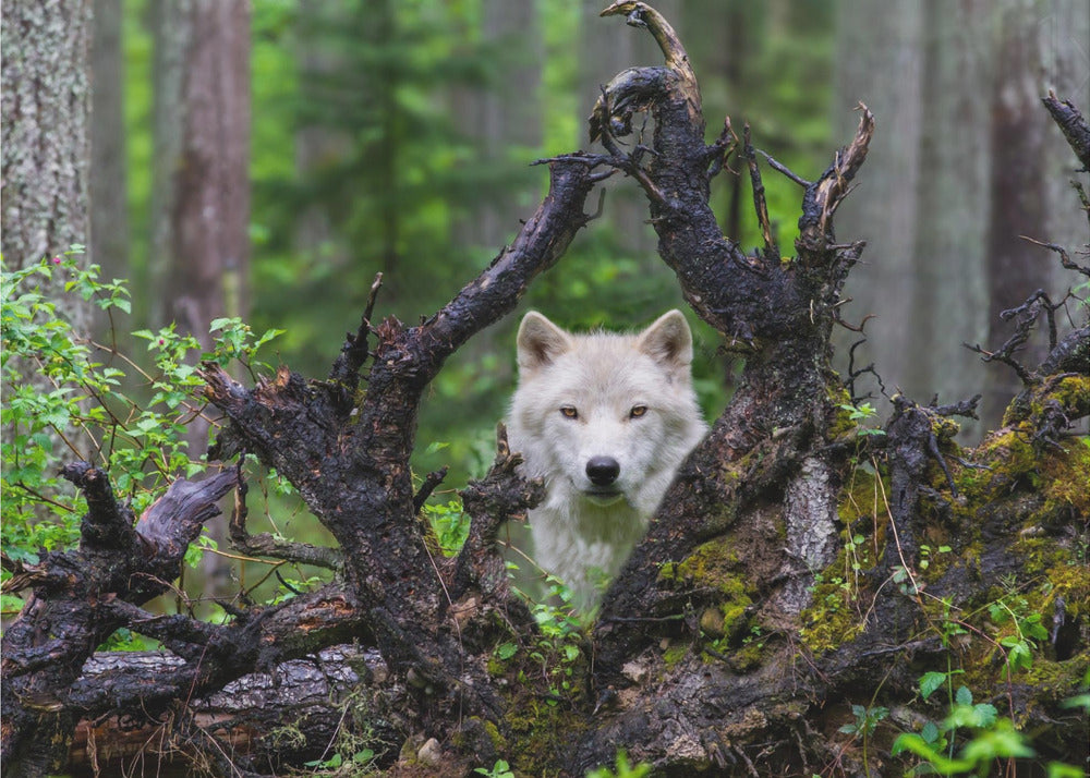 Wolf | Poster - Kunstdruck