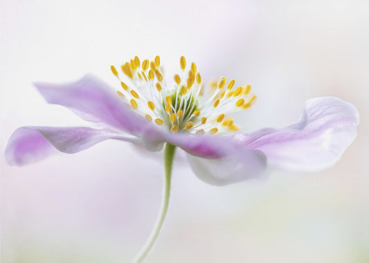 Anemone dei boschi | Poster - Stampe d’Arte