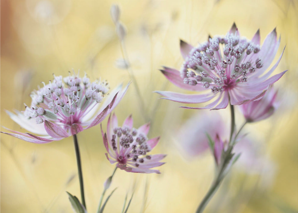 Astrantia Maggiore | Carta da Parati Fotografica