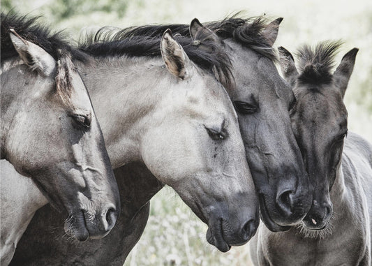 Vier Konik-paarden | Posters - Kunstdrukken