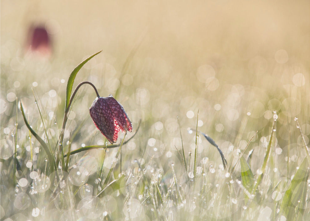 Morgondagg | Fototapet