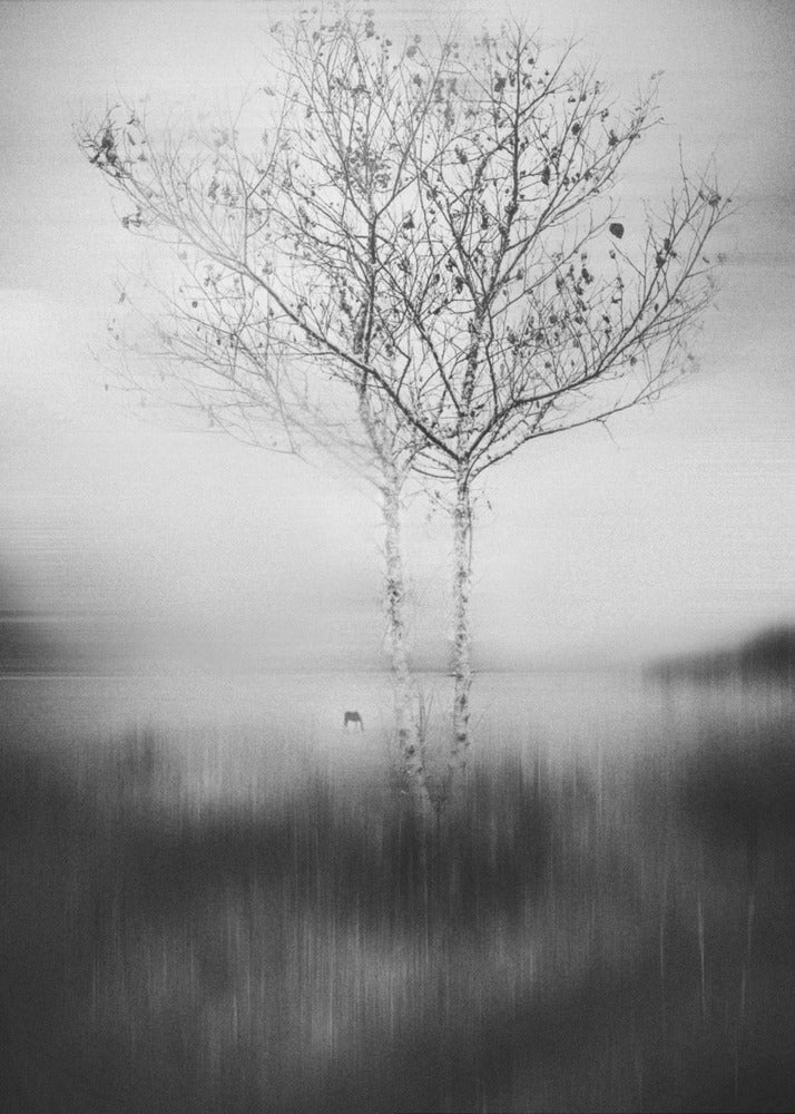 That Tree | Canvas