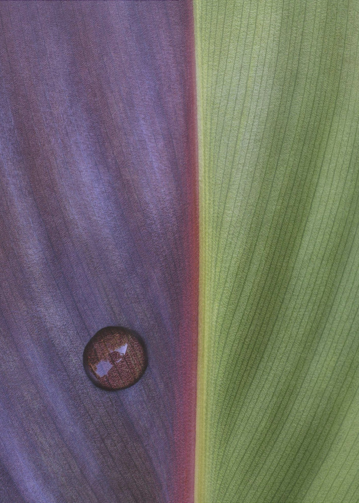 Canna | Canvas