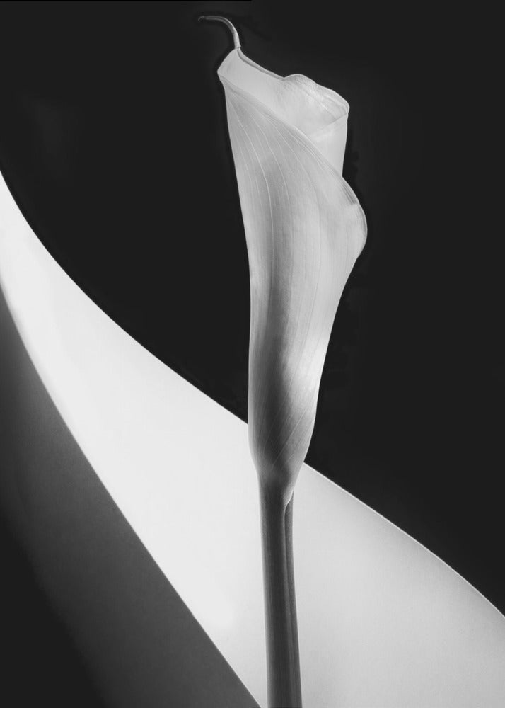 Calla-Lilie | Leinwand-Bilder