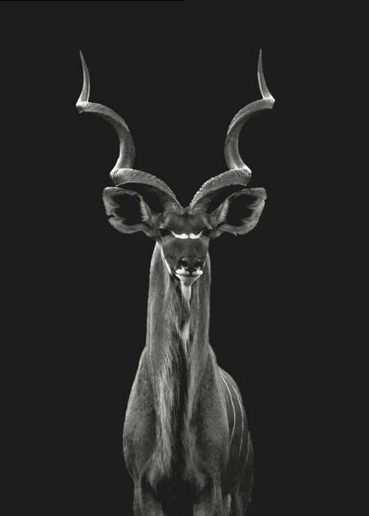 Kudu większy | Wydruki na łótnie