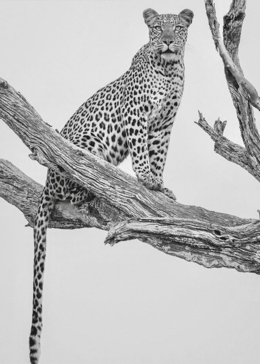 Leopardporträtt - Monosvart | Canvas