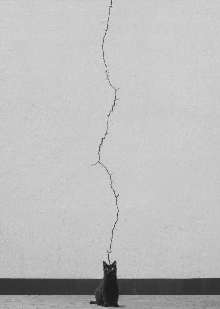 Katttankar | Canvas