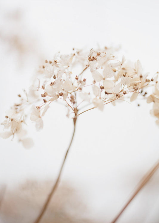 Fiori secchi morbidi_marroni | Stampe su Tela