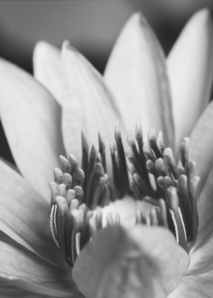 Bloem, close-up | Canvasprints