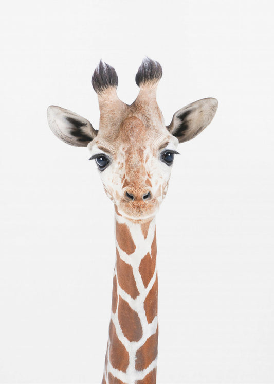 Giraffenbaby | Leinwand-Bilder