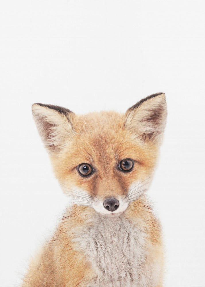 Baby Ræv | Lærredsbilleder