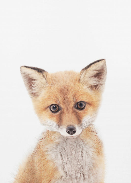 Baby Ræv | Lærredsbilleder