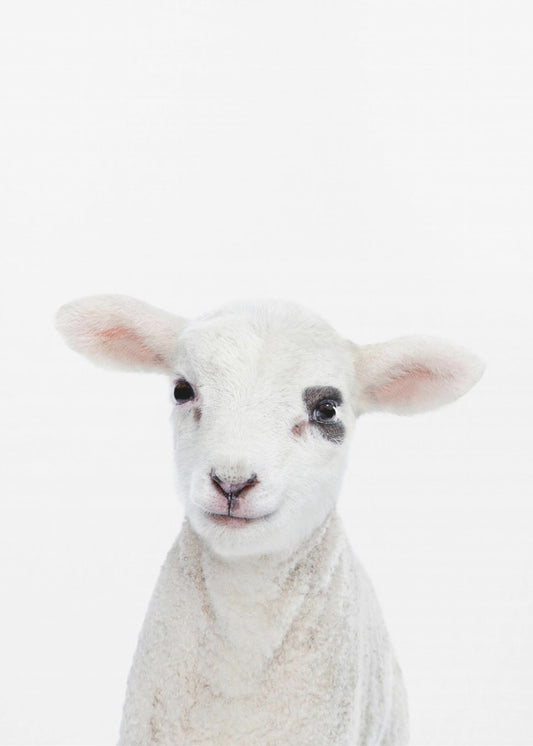 Lammunge | Poster