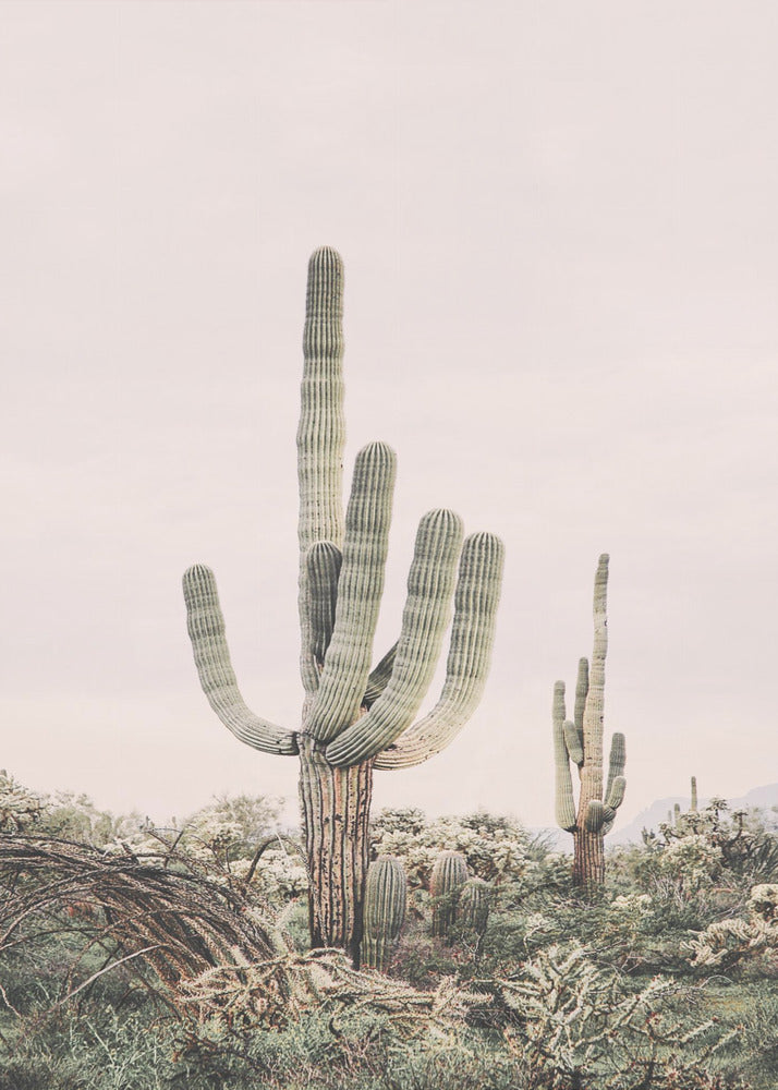 Roze Saguaro | Canvasprints