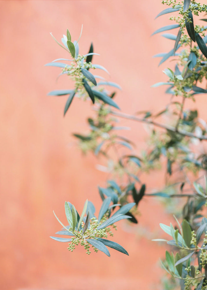 Green and coral | Canvas