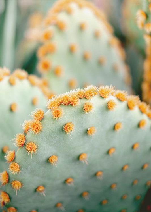 Orange and Green II - Marrakech botanical photography | Canvas