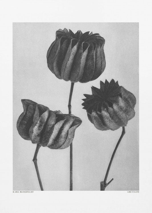 Abutilon (ślaz lekarski) Wydruki na łótnie