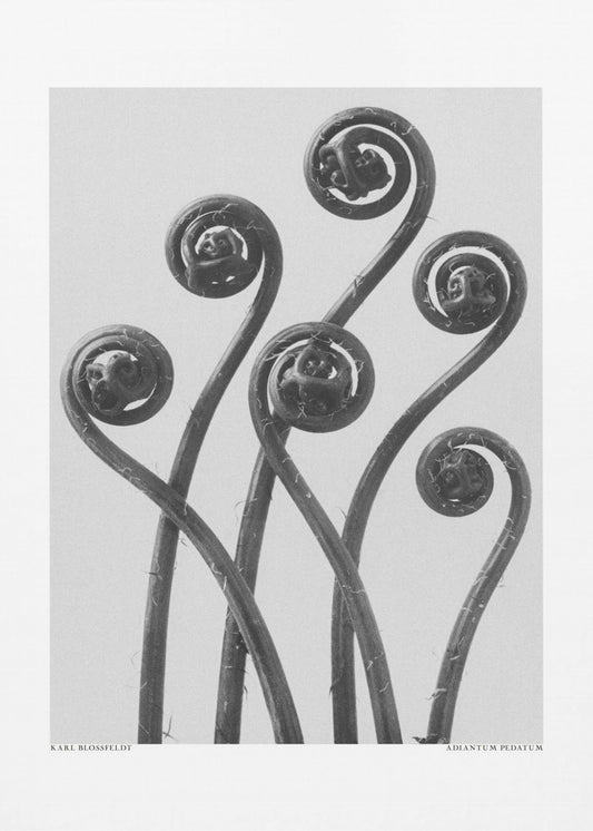 Adiantum pedatum | Wydruki na łótnie