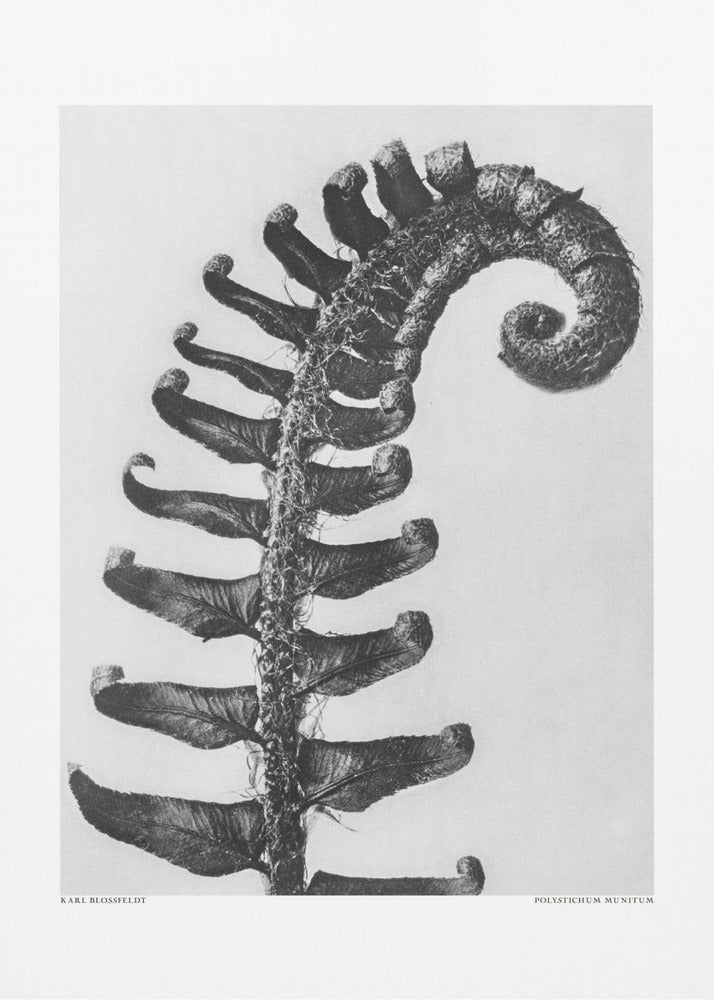 Polystichum Munitum | Canvastaulut