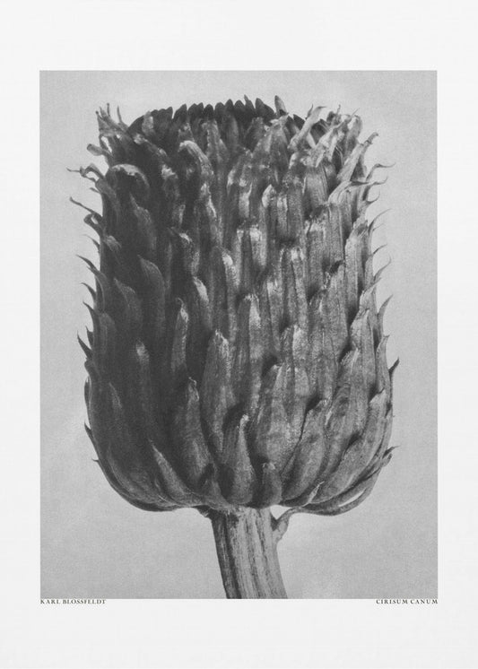 Cirsium Canum (oset) | Wydruki na łótnie