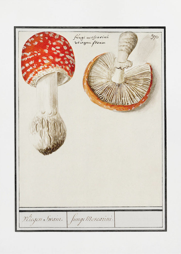 Perhohelta, Amanita Muscaria | Canvastaulut