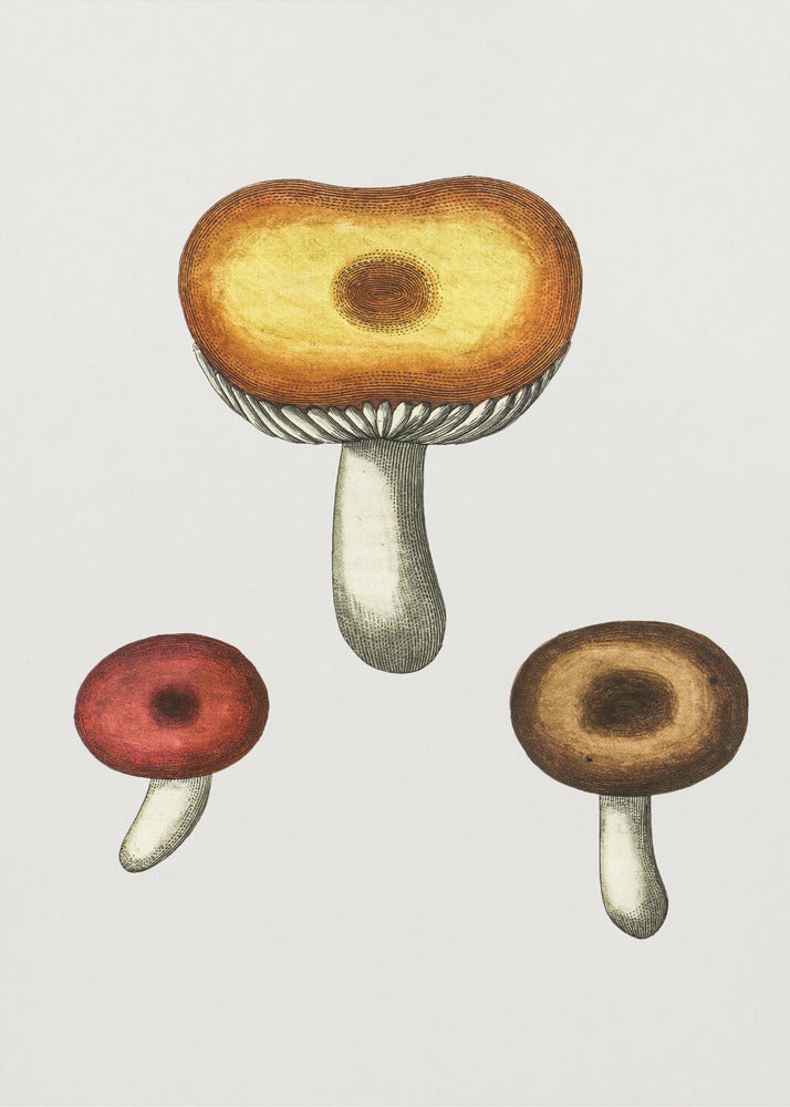 Handritad Galerina-svamp | Canvas