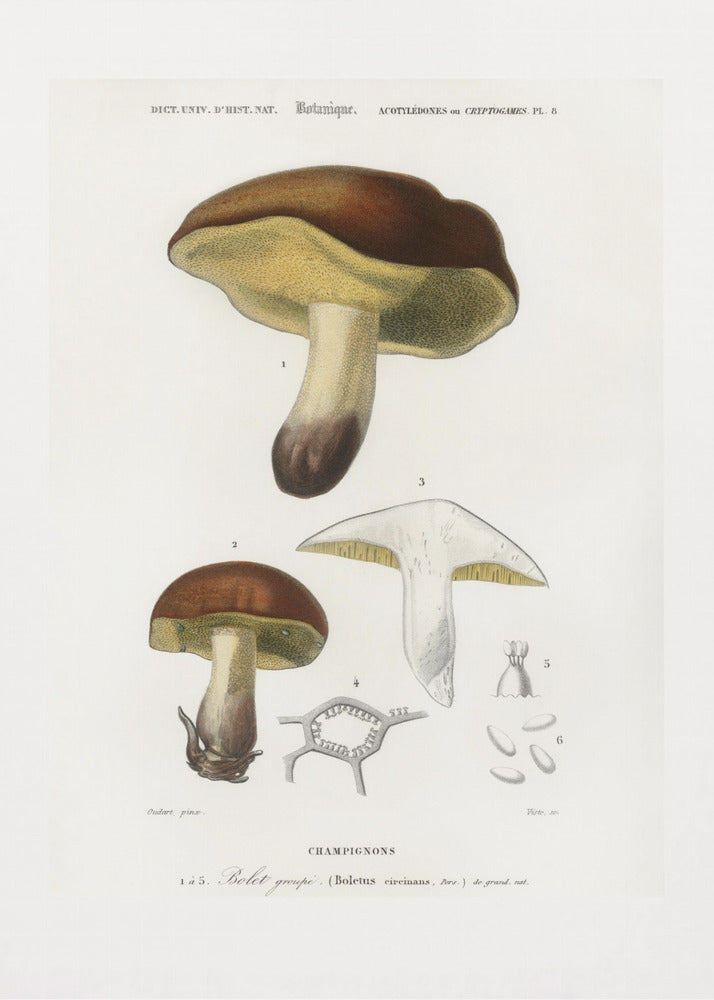 Fungo (boletus Circinans) | Stampe su Tela