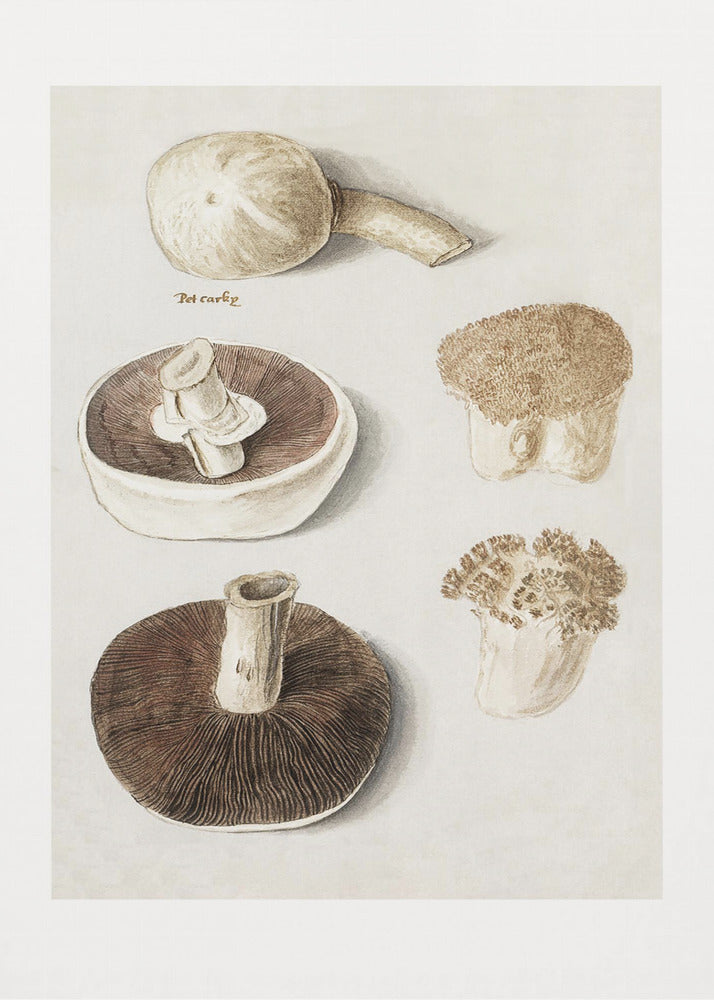 Niittysieni, Agaricus Campestris seisova | Canvastaulut