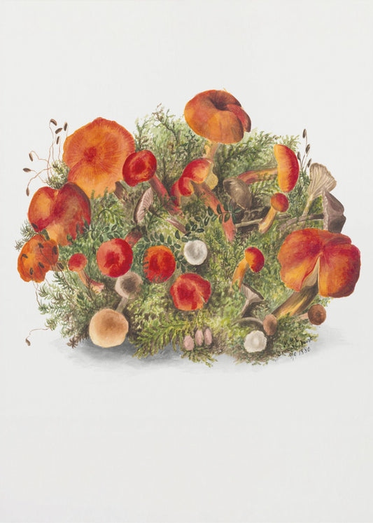 Étude de champignons (1880) Mode portrait | Tableaux sur Toile