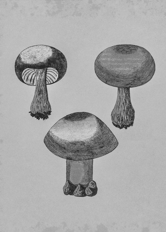 Champignon à toile violette | Tableaux sur Toile