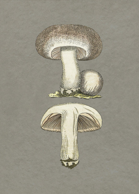 Champignon des champs | Tableaux sur Toile