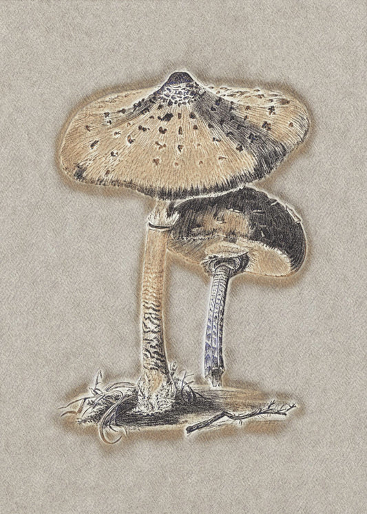 Champignon parasol dessiné à la main marron | Tableaux sur Toile