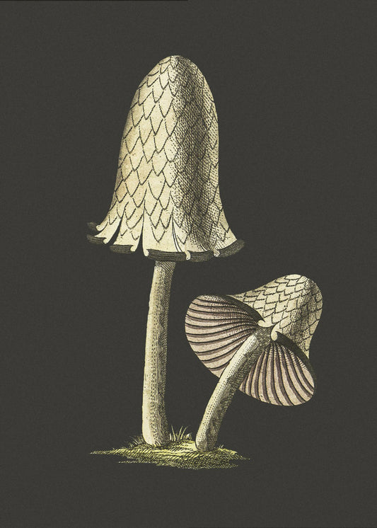 Vintage Inky Cap Jadalny Grzyb Czarne Tło | Wydruki na łótnie