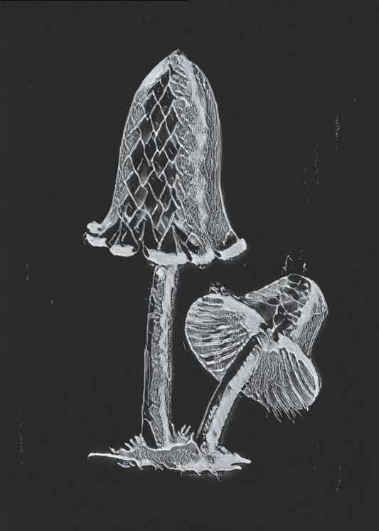Vintage Inky Cap Jadalny Grzyb Ciemno-Biały | Wydruki na łótnie