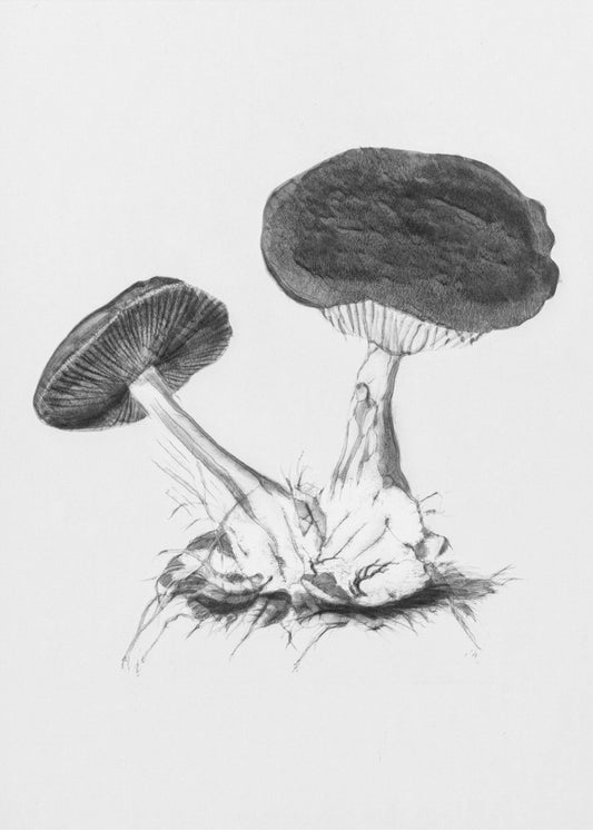 Champignon Webcap violet vintage brillant BW | Tableaux sur Toile