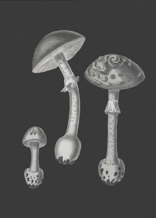Amanita Muscaria Czarne Tło BW | Wydruki na łótnie