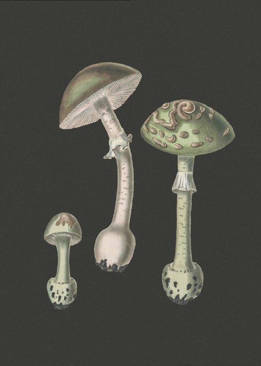 Amanita Muscaria Ciemne Tło | Wydruki na łótnie