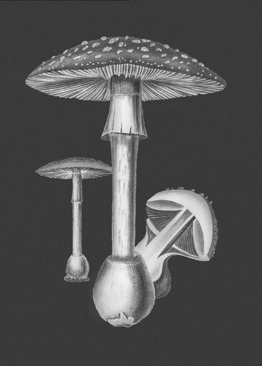 Amanita Muscaria Ciemne Tło BW | Wydruki na łótnie