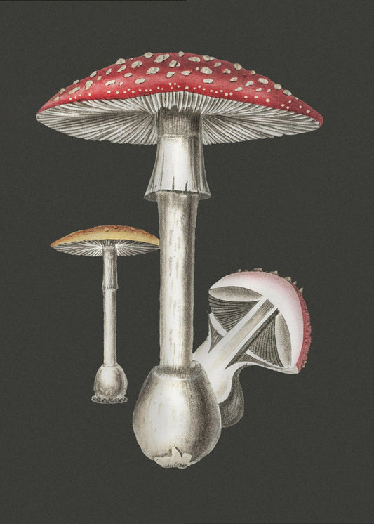 Amanita Muscaria Ciemne Tło | Wydruki na łótnie