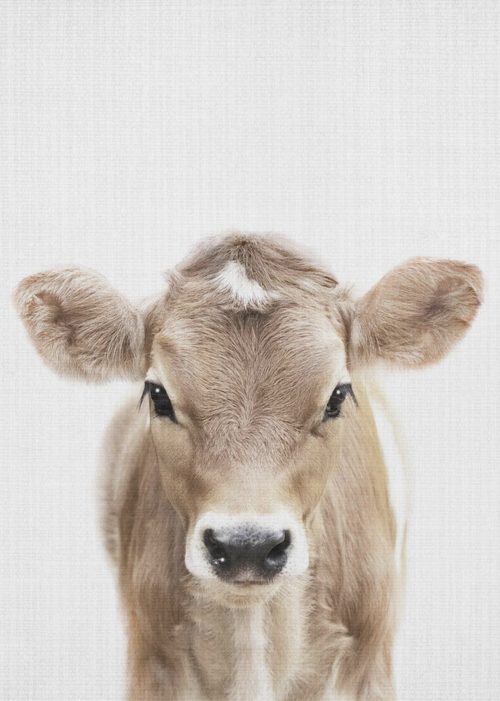 Peekaboo Baby Cow | Wydruki na łótnie