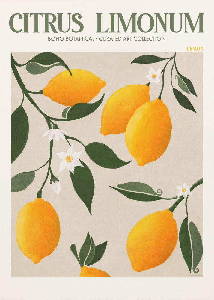Citrus Limonum - Citron | Lærredsbilleder