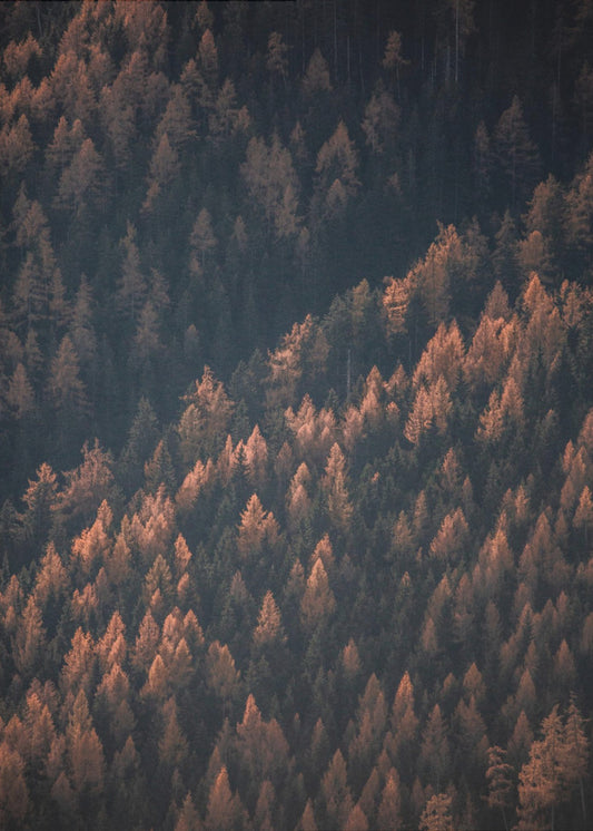 Høstskogen 2 | Lerretsbilder